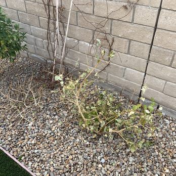 Showcase Landcare Services - Dead or dying plants - Landscaping Near Me - Las Vegas, Nevada