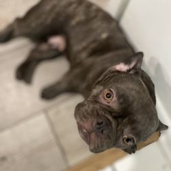 Biscuits and Baths SoFlo - J-Lo my frenchie happy after a mobile dog grooming service!