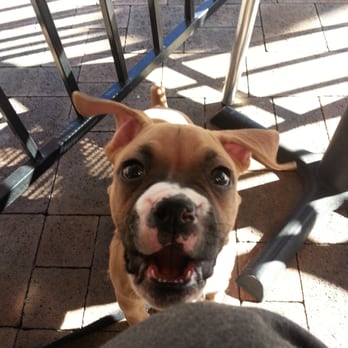 Rubio's Coastal Grill - dog friendly seating outside :) - Mexican Near Me - Downey, California Rubio's Coastal Grill - dog friendly seating outside :) - Mexican Near Me - Downey, California