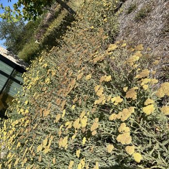 Bear at Stanly Ranch - Flowers - New American Near Me - Napa, California