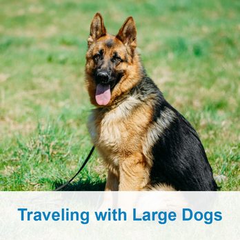 Pet Transport Pro - Traveling with Large Dogs - Pet Transportation Near Me Pet Transport Pro - Traveling with Large Dogs - Pet Transportation Near Me