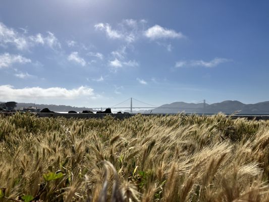 The Wave Organ by null