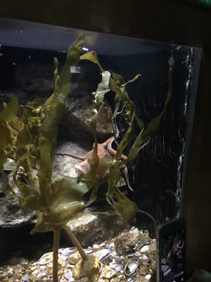 National Marine Aquarium by null