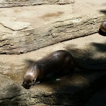 John Ball Zoo - Zoos Near Me - Grand Rapids, Michigan John Ball Zoo - Zoos Near Me - Grand Rapids, Michigan