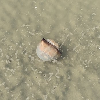 Sandlapper Water Tours - Jelly fish on the beach - Tours Near Me - Charleston, South Carolina