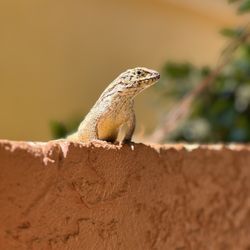 Beach Place Guesthouses - Huge lizards all over