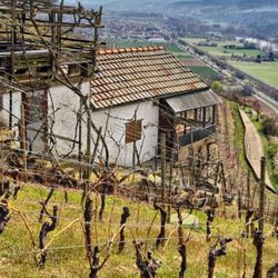 Winzerhütte Fam. Heßdörfer - Die Winzerhütte in den Weinbergen (04/2021)