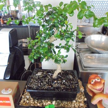 Mizu Japanese - A real bonsai tree up front - cool! - Japanese Near Me - White Bear Lake, Minnesota Mizu Japanese - A real bonsai tree up front - cool! - Japanese Near Me - White Bear Lake, Minnesota