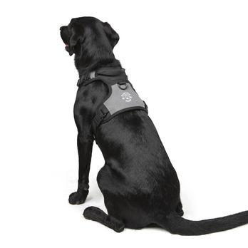 Hexcorp - TransPaw Gear Happy Harness Back View - Business Consulting Near Me - Van Nuys, California Hexcorp - TransPaw Gear Happy Harness Back View - Business Consulting Near Me - Van Nuys, California
