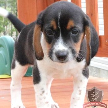 Premier Puppies - This is the photo of my puppy from 12 years ago, when I bought him! - Pet Breeders Near Me Premier Puppies - This is the photo of my puppy from 12 years ago, when I bought him! - Pet Breeders Near Me