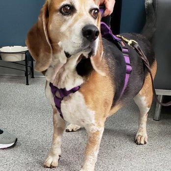 Back To Health Veterinary Services - Charlie is a new physical therapy patient - Veterinarians Near Me - Ontario, California