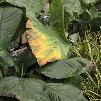 Lowe's Home Improvement - Huge tropicals live for years...until they come to Lowe's! - Appliances Near Me - Flower Mound, Texas