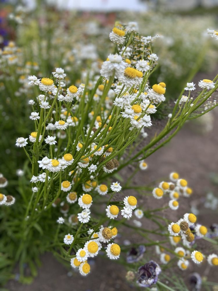 Western Sun Lavender Farm - beekeeping in Coupeville, WA