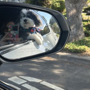 trim. Dog Grooming + Spa - Looks good, feels good - Pet Groomers Near Me - Redondo Beach, California trim. Dog Grooming + Spa - Looks good, feels good - Pet Groomers Near Me - Redondo Beach, California
