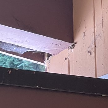 Specialty Rodent - The hole the yellow jackets were going in the house. - Pest Control Near Me Specialty Rodent - The hole the yellow jackets were going in the house. - Pest Control Near Me