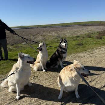 Wetlands Edge Park - The Husky Troopers! - Parks Near Me - American Canyon, California