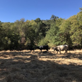 Sunol Regional Wilderness Area - Parks Near Me - Sunol, California Sunol Regional Wilderness Area - Parks Near Me - Sunol, California