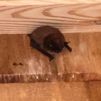 Cascade Mountain Rentals - Active bat infestation at rental property. - Guest Houses Near Me - Seattle, Washington Cascade Mountain Rentals - Active bat infestation at rental property. - Guest Houses Near Me - Seattle, Washington
