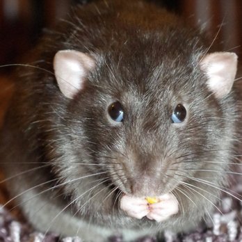 Green Giant Pest Control - Mice carry many diseases. Green Giant can get rid of them quickly. - Pest Control Near Me - Fleetwood, Pennsylvania Green Giant Pest Control - Mice carry many diseases. Green Giant can get rid of them quickly. - Pest Control Near Me - Fleetwood, Pennsylvania