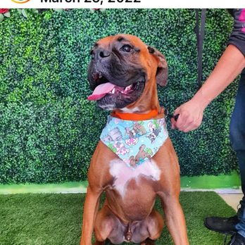 Zeus Barber Pets Spa - Duke with his Groomer Zeus Barber SAN Fernando - Pet Groomers Near Me - San Fernando, California