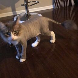 Lion Cut