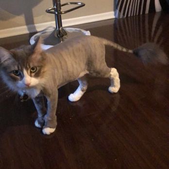 Tara's Elegant Pets - Lion Cut - Pet Groomers Near Me