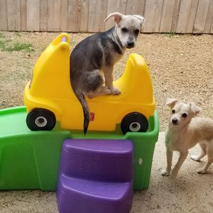 K-9 University on Yelp