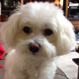 Just a few days after her doggie spa day. Just a few days after her doggie spa day.