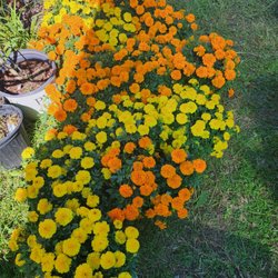 The Mad Potter - Marigolds just in time for Day of the Dead! Dia De Los Muertos