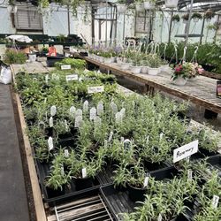 Abundant Life Greenhouse - Herb options