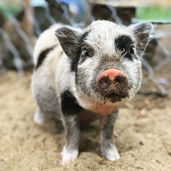 Backyards to Barns - Wilbur - Pet Sitting Near Me - Willow Spring, North Carolina