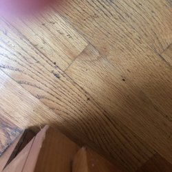 The Hoot Owl Lodge - Mouse droppings in the kitchen
