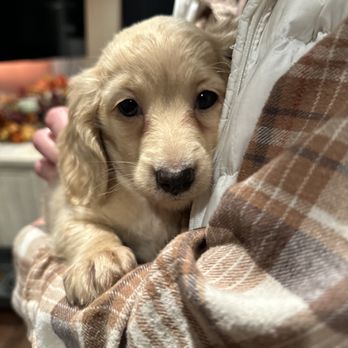 Longdox Mini Dachsunds - Pet Breeders Near Me