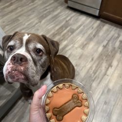 Ram 9 year old bull dogee