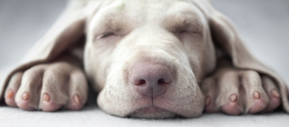 Dogs On The Run - pet boarding facility in Austin, TX