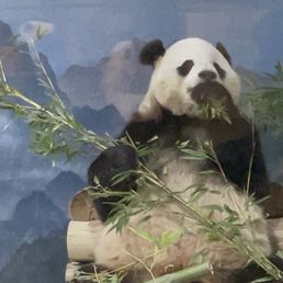 Panda Panda