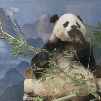 Smithsonian National Zoological Park - Panda - Zoos Near Me - Washington, DC, District of Columbia Smithsonian National Zoological Park - Panda - Zoos Near Me - Washington, DC, District of Columbia