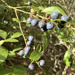 Moorhead's Blueberry Farm