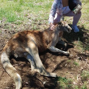 Cleland Wildlife Park - Big red roo - Coffee & Tea Near Me - Crafers, SA