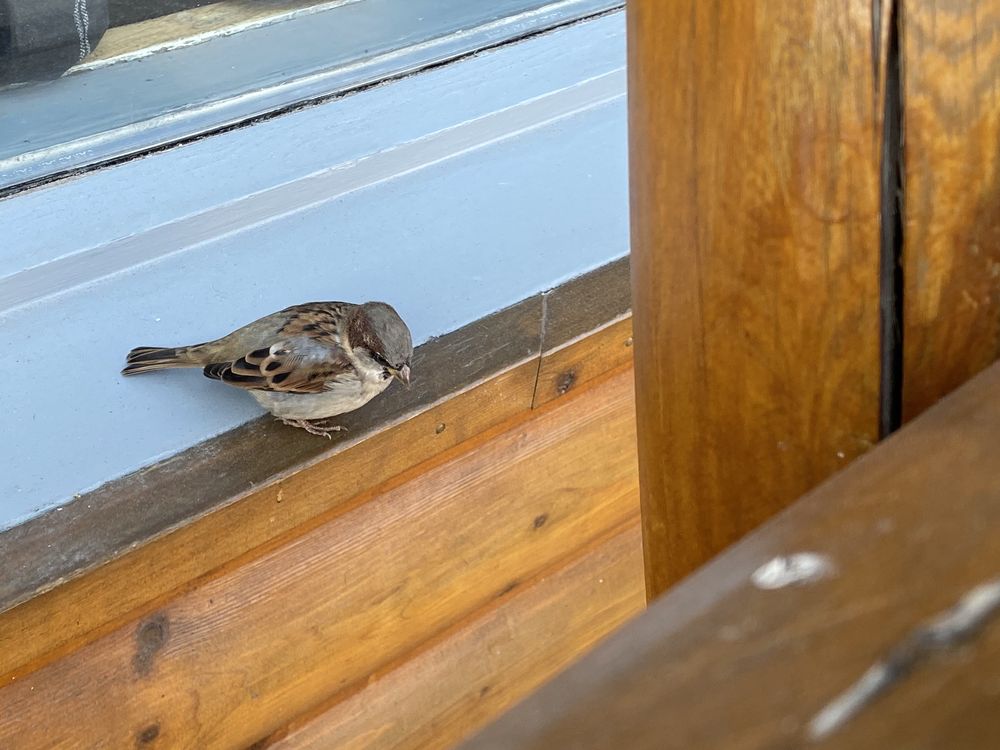 BEAR’S PAW BAKERY 192 Photos & 168 Reviews 4 Pyramid Road, Jasper