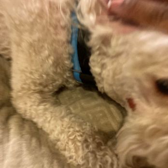 Paws-N-Claws - Bad grooming from Paws & Claws Groomers in Florida - Pet Groomers Near Me - Fort Myers, Florida