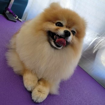 Scrub A Dub Doggie Mobile Spa - Tiger after trim and shower - Pet Groomers Near Me