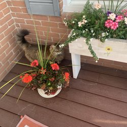 Geraniums