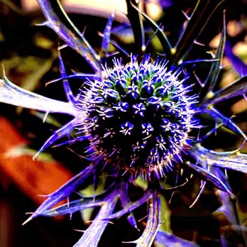 Flowers For You - Haiku: Darkened thorns of light                                              A perfect purple thistle      From Flowers for you - Florists Near Me - San Diego, California