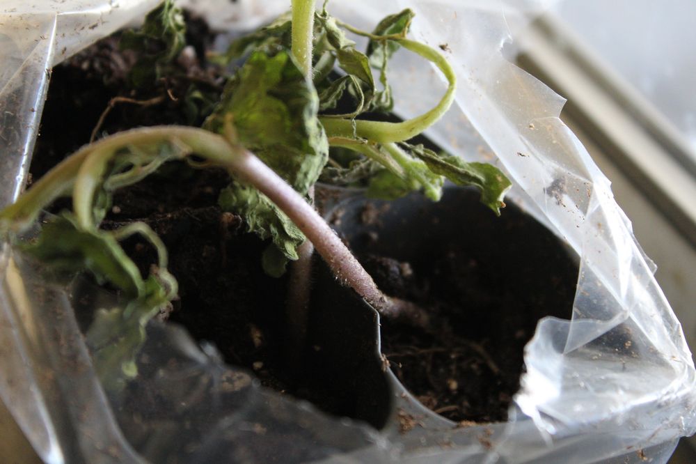 FARMER SEED & PLANT Updated September 2024 33 Reviews 1700