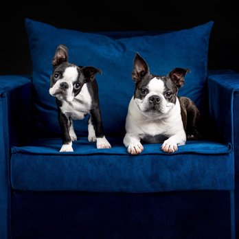Denver Pet Pics - Pet Photography Near Me