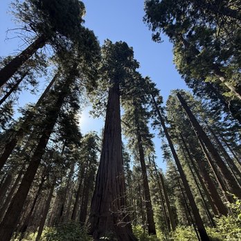 Calaveras Big Trees State Park - Parks Near Me - Arnold, California