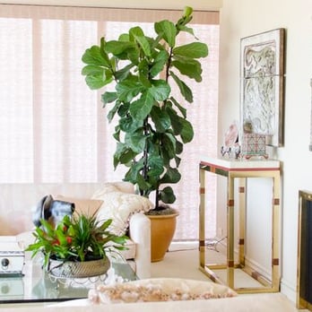 In-House Greens - Indoor Landscaping Near Me - San Francisco, California In-House Greens - Indoor Landscaping Near Me - San Francisco, California