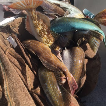 Mirage Sportfishing - Overflowing sacks of fish - Fishing Near Me - Oxnard, California Mirage Sportfishing - Overflowing sacks of fish - Fishing Near Me - Oxnard, California