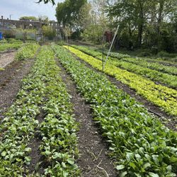 Chicago Patchwork Farms